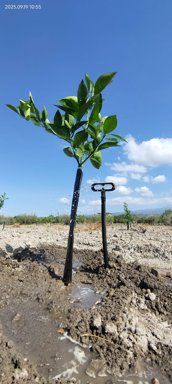 Nuove piantine Arance Tarocco online AranciaZip - Coltivazione biologica Sicilia