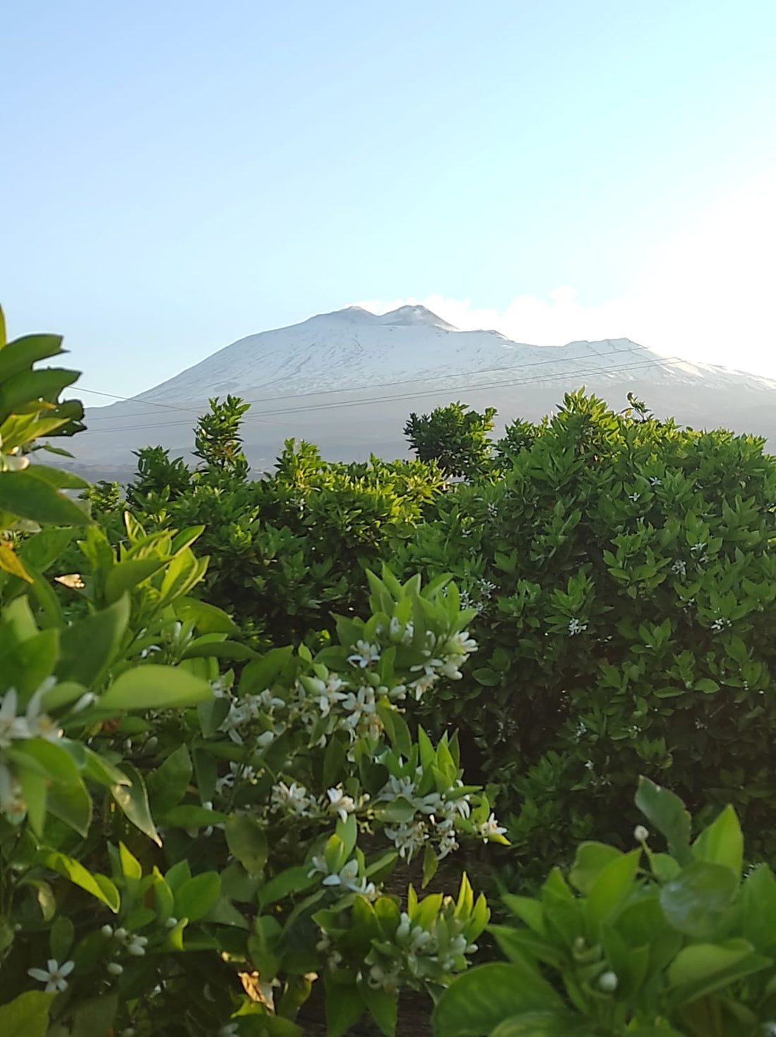 Fioritura della zagara ai piedi dell'Etna - Arance Tarocco online Sicilia AranciaZip