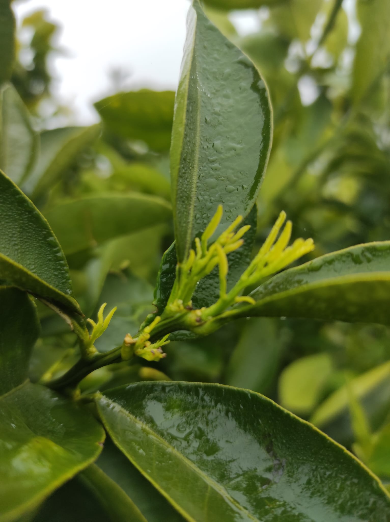 Fine Raccolta Arance Siciliane 2026 | Blog AranciaZip