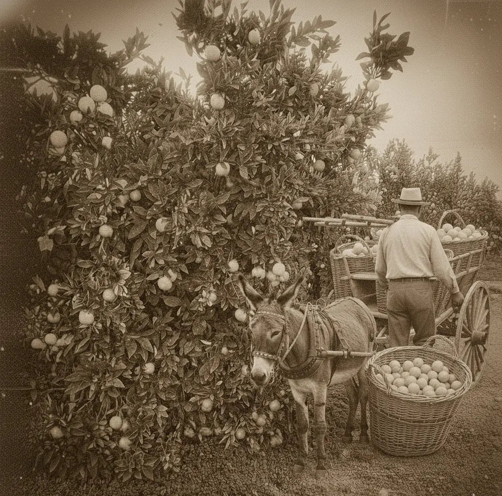 Chi Siamo AranciaZip: Arance Siciliane dall'Etna dal 1950 🍊
