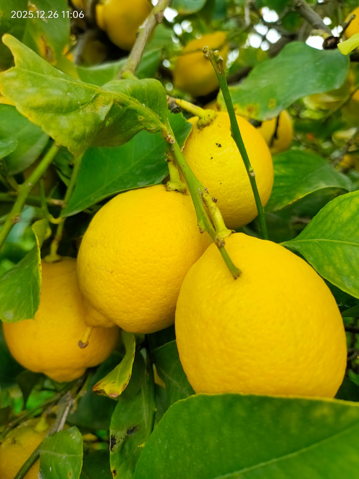 Limone online Sicilia