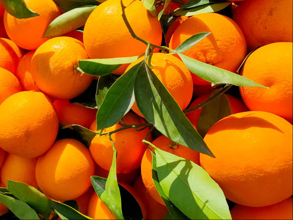 Arance Spremuta Online 18kg Tarocco