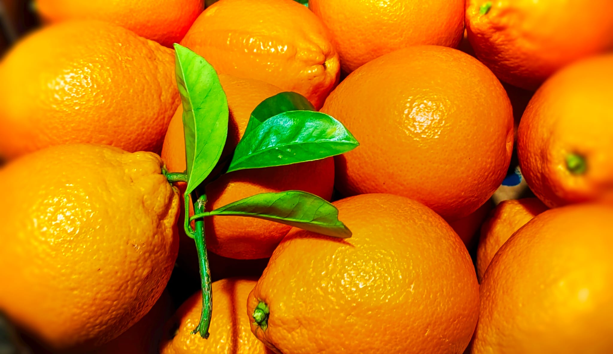 Arance Tarocco Online 9kg Sicilia | Arance Rosse Fresche a Casa