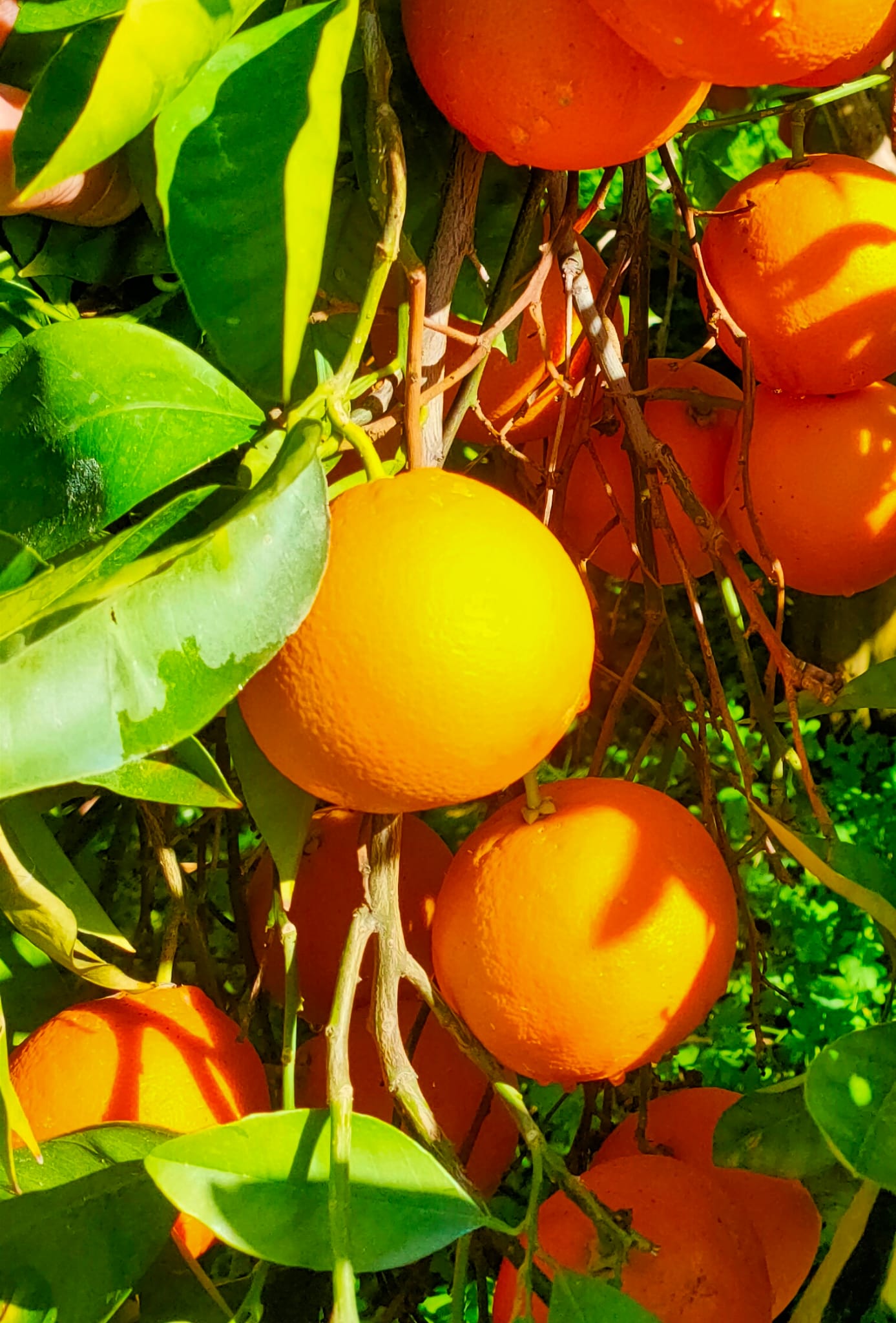 Arance Spremuta Online 18kg Tarocco