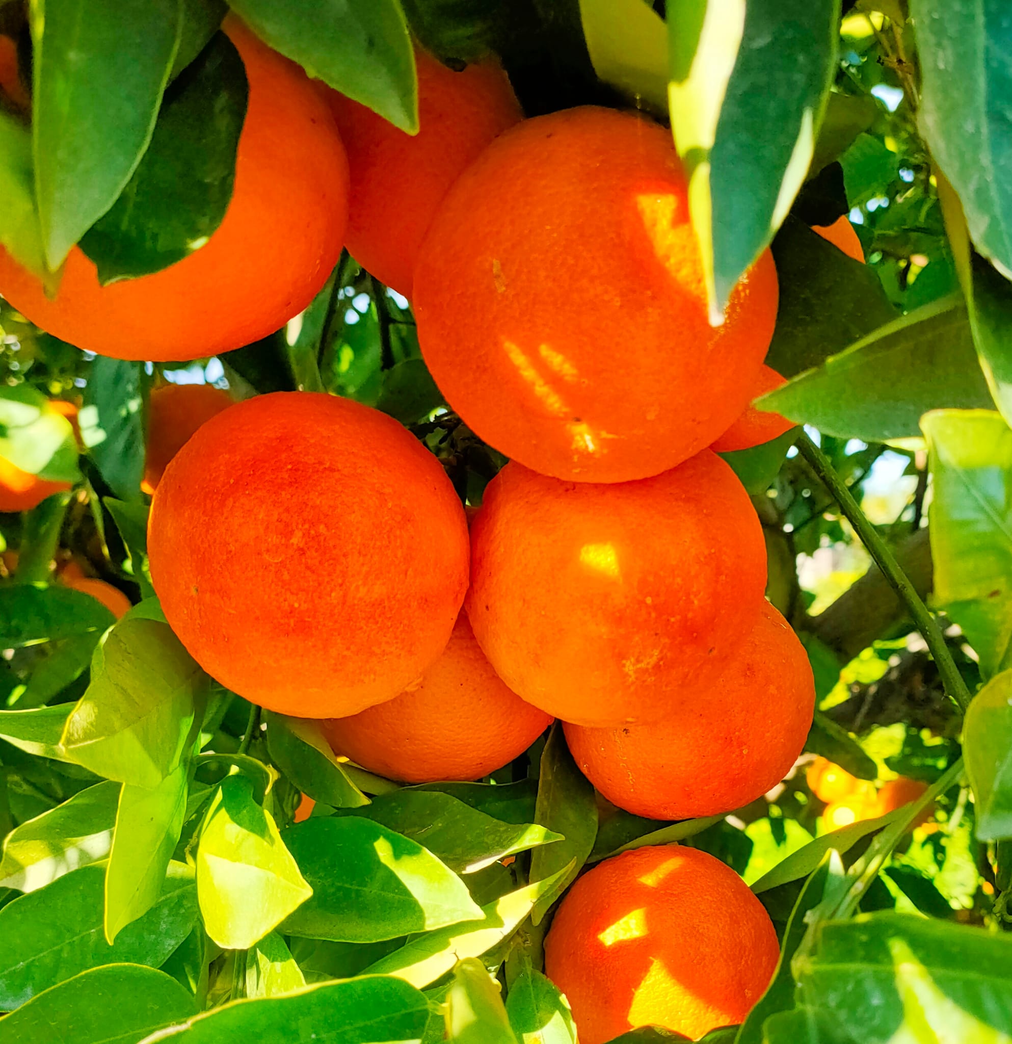 Arance Tarocco Online 16kg: Formato Famiglia Sicilia dall'Etna