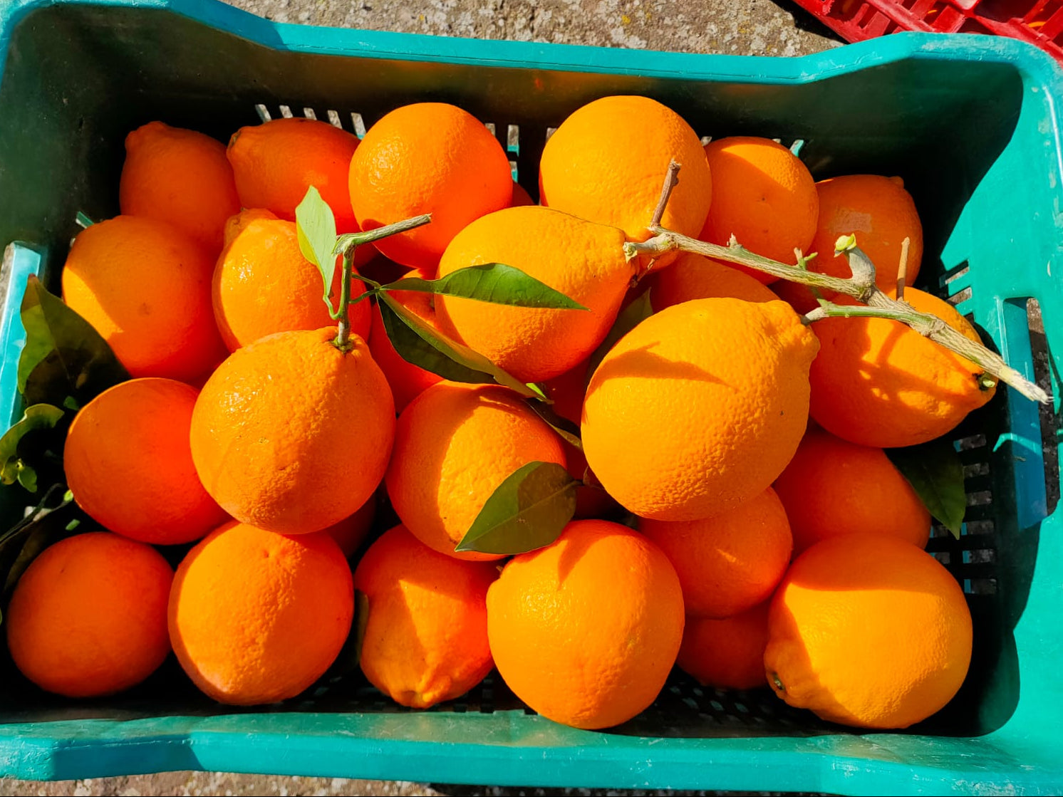 Arance Tarocco Extra Online 7kg