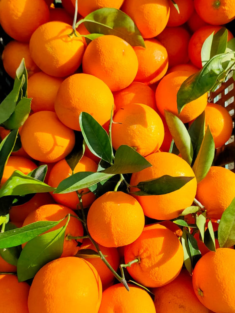 Arance da Spremuta Online 9kg Tarocco