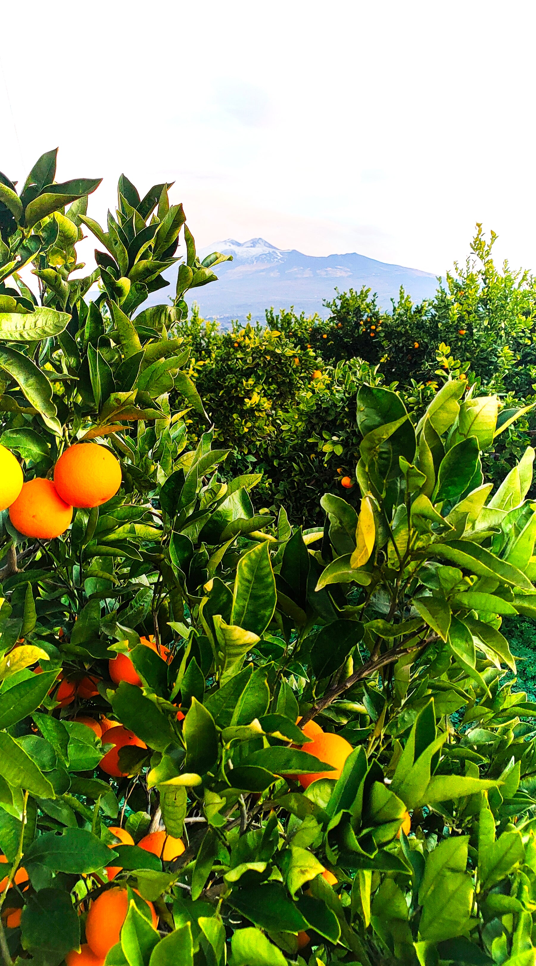 Arance Tarocco Online 9kg Sicilia