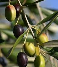 Olio EVO premium Sicilia qualità extra vergine risparmio