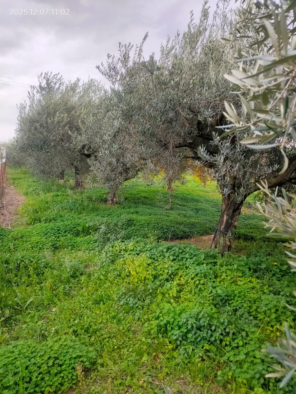 Olio Extravergine Oliva Siciliano 3L Online