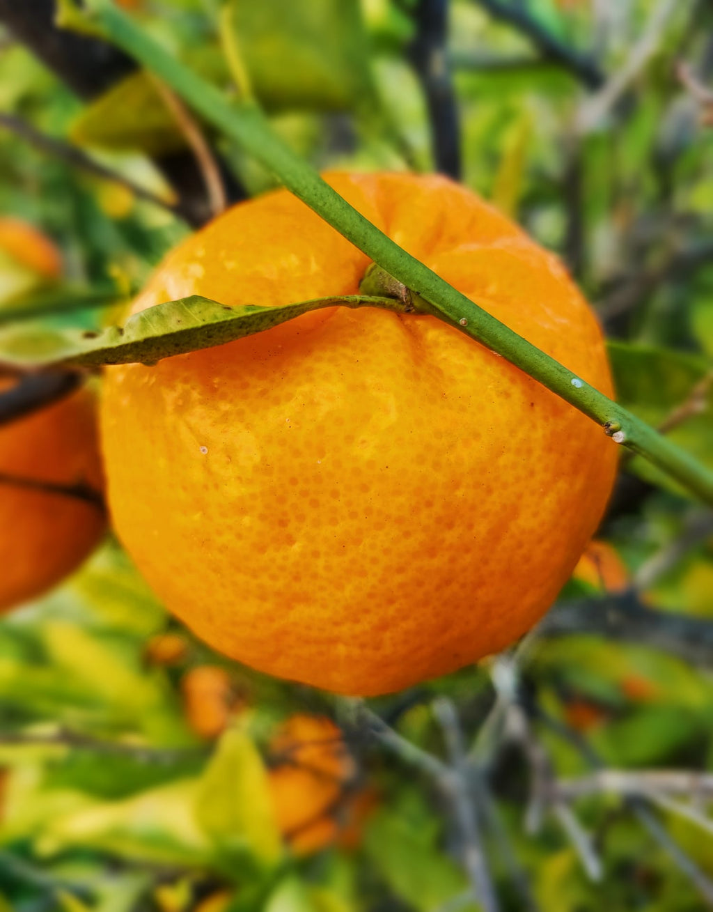 Mandarini Siciliani Online 9kg: Autentici Dolci dall'Etna | AranciaZip