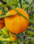 Mandarini Siciliani Online 9kg: Autentici Dolci dall'Etna | AranciaZip