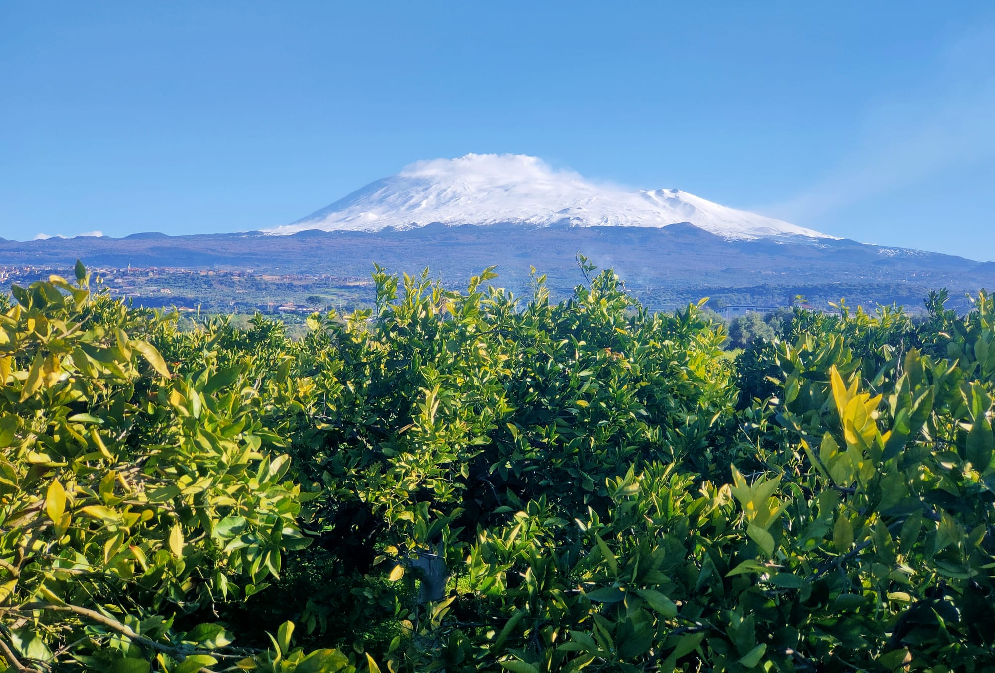 agrumeto-ai-piedi-dell-etna-sicilia