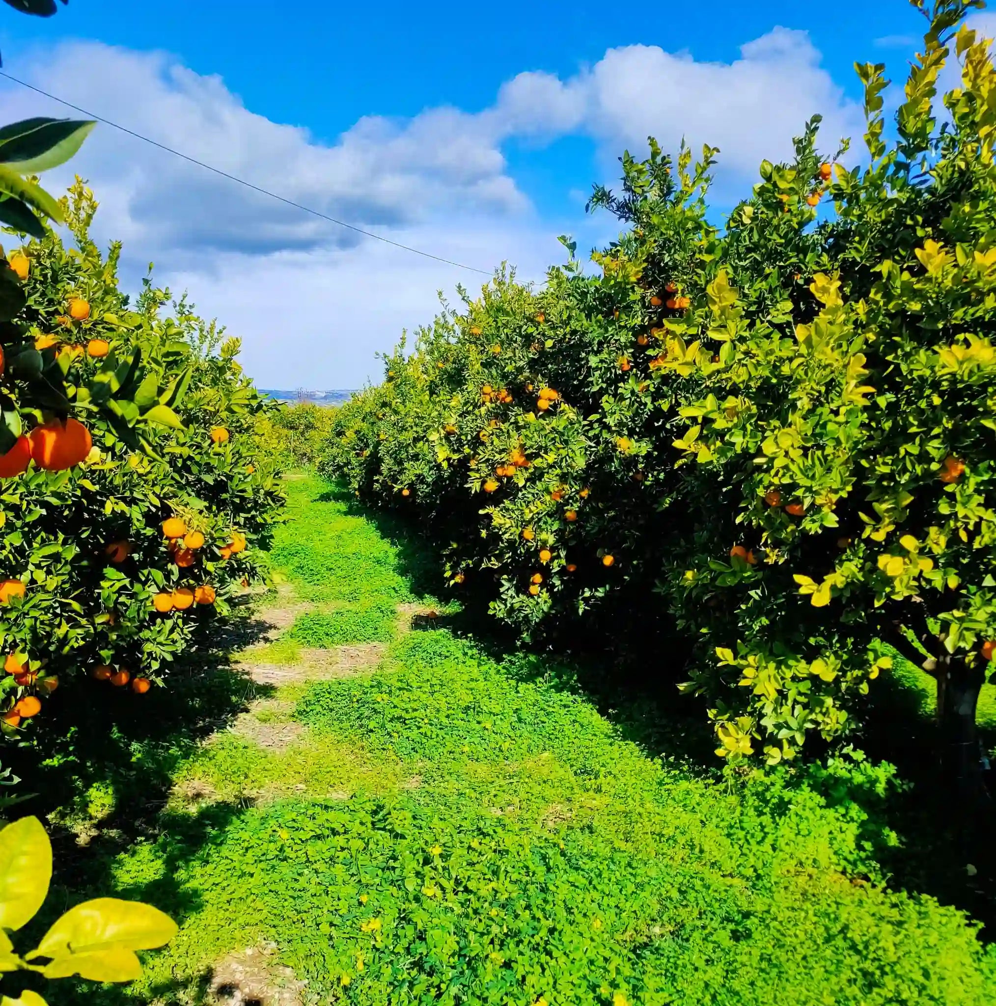 agrumi arance tarocco di sicilia fresche