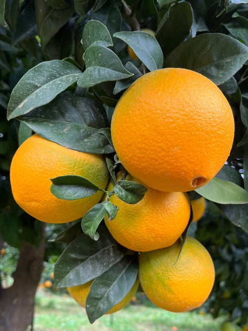 Arance Navel Online 16kg Sicilia