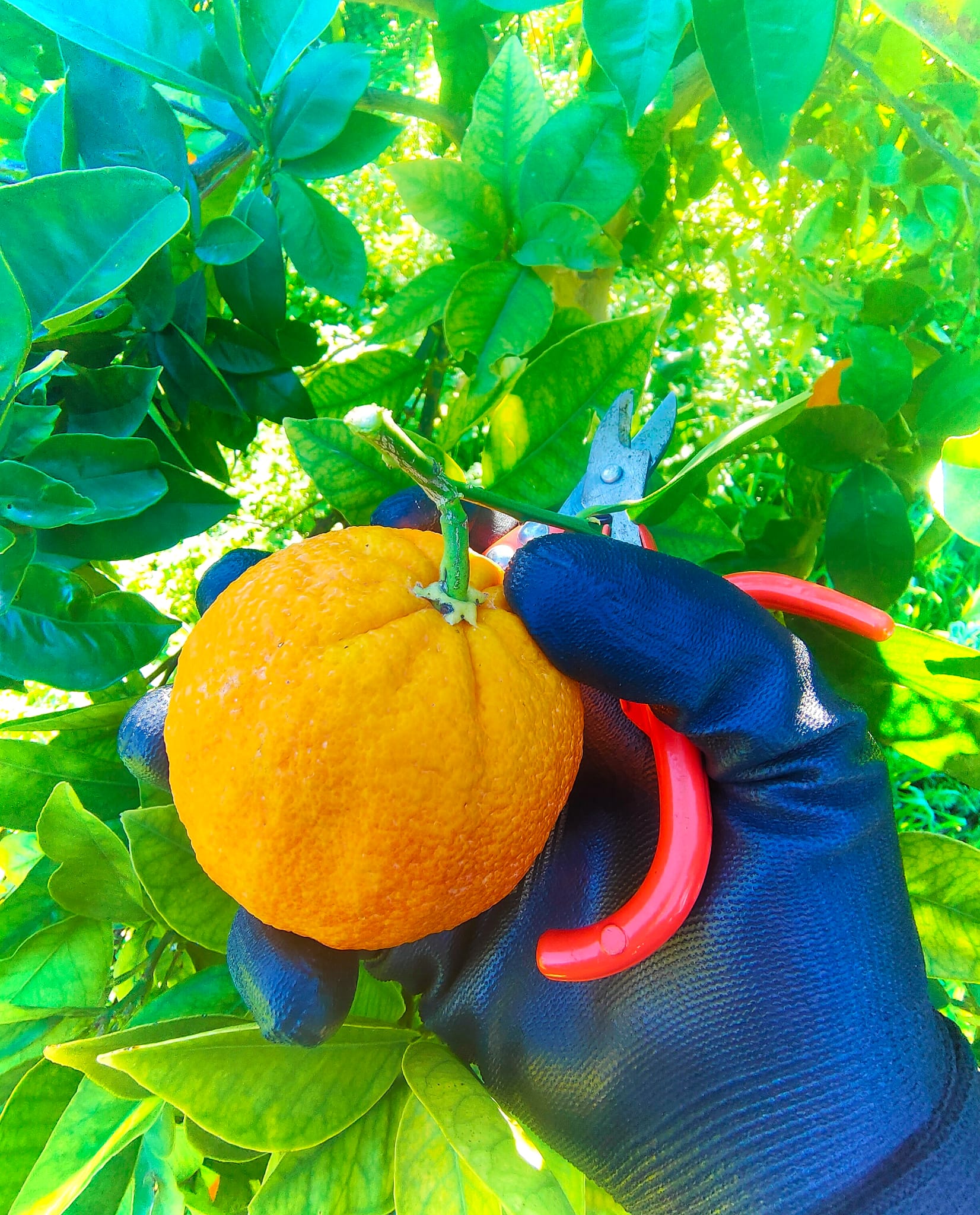 arance sanguinello fresche sicilia