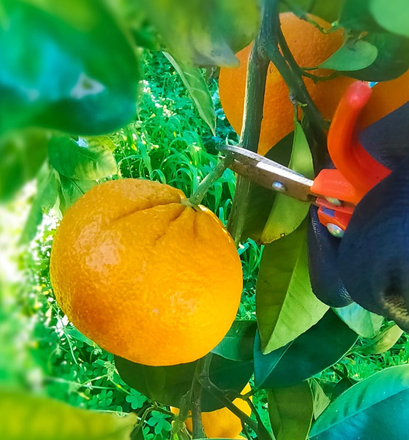 arance sanguinello sicilia fresche