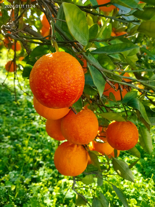 Arance Sanguinello Online 9kg Sicilia