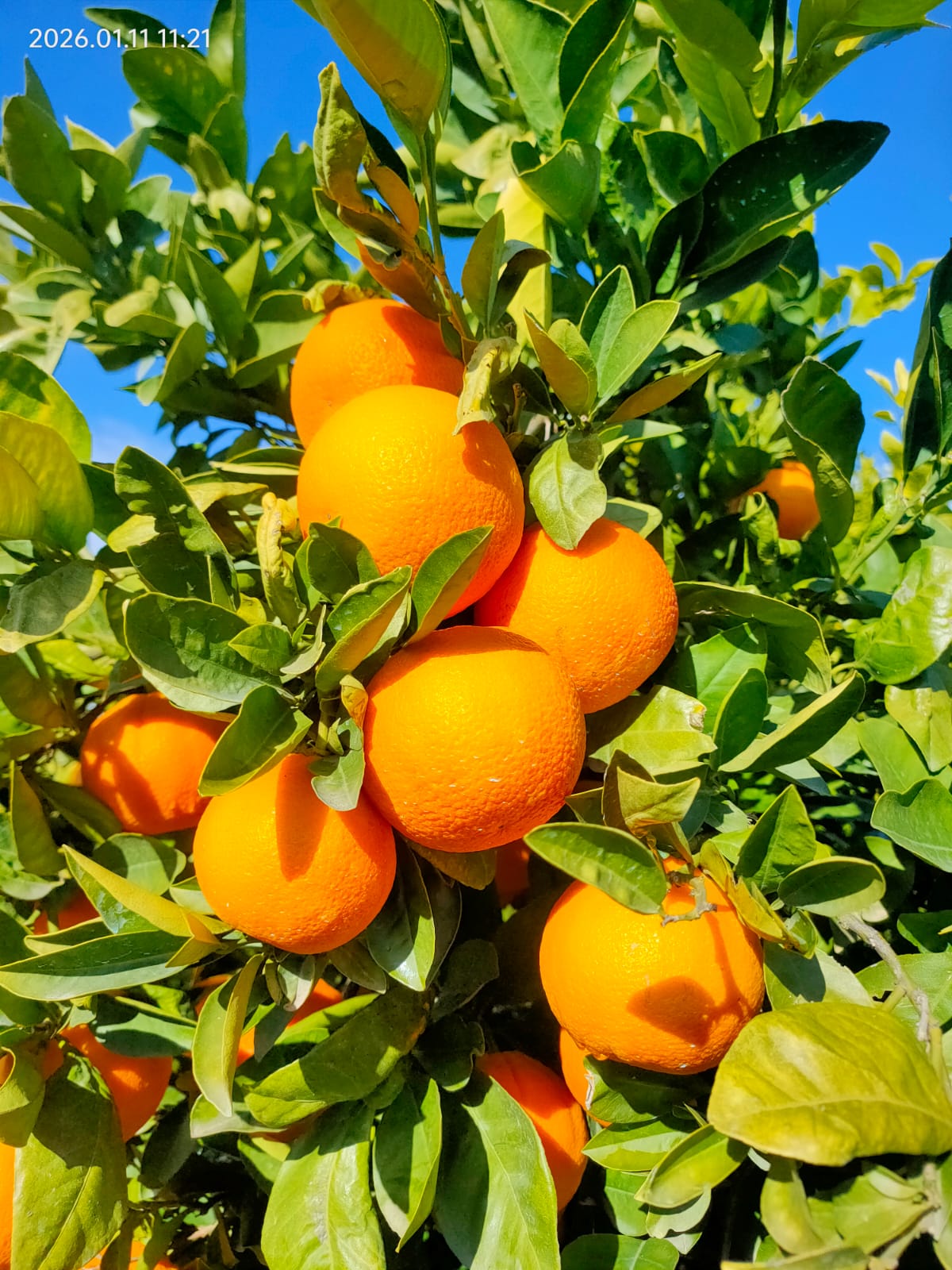 Arance Sanguinello Spremuta Online 18kg