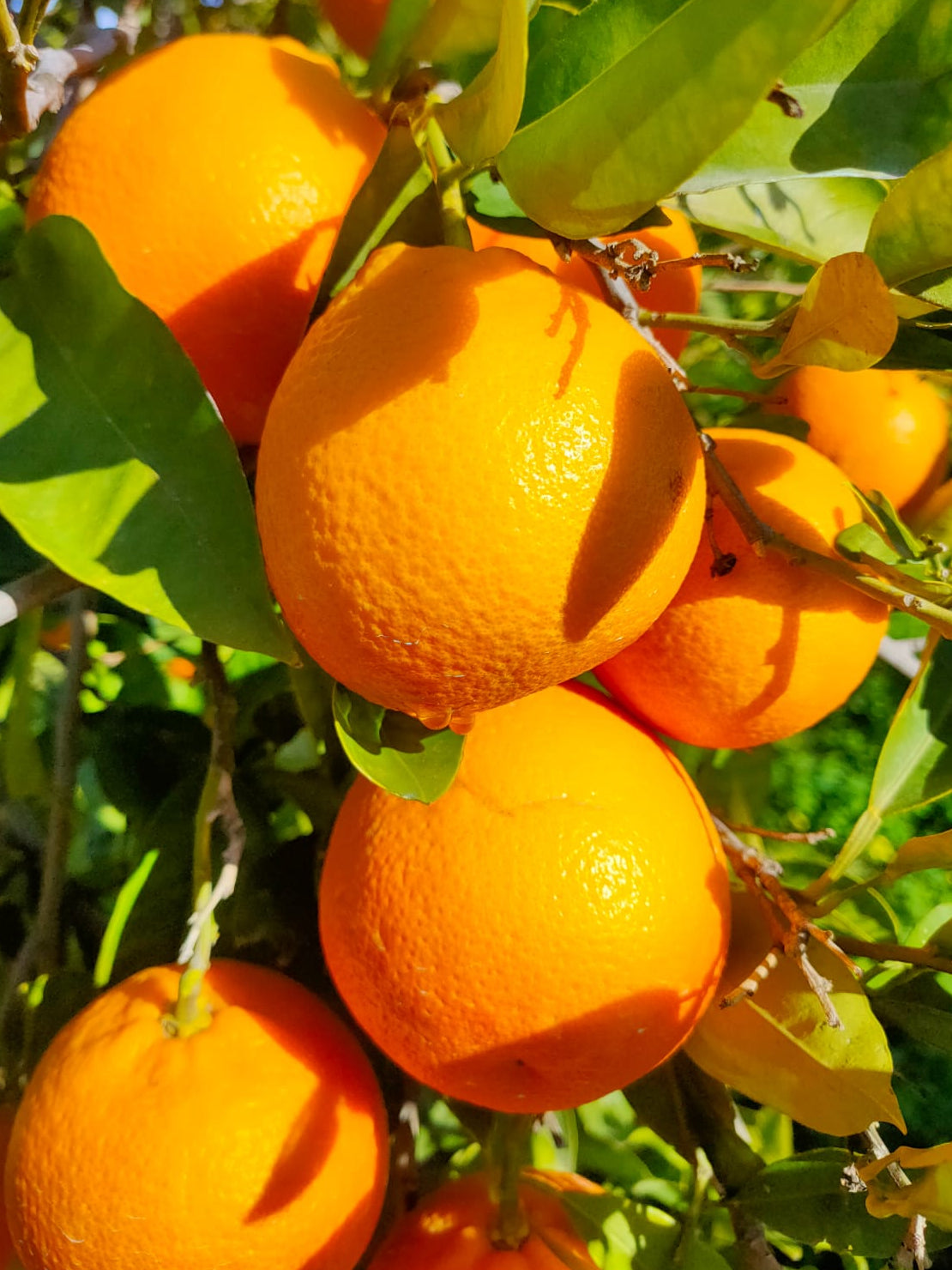 Arance Tarocco Online 9kg Sicilia | Arance Rosse Fresche a Casa