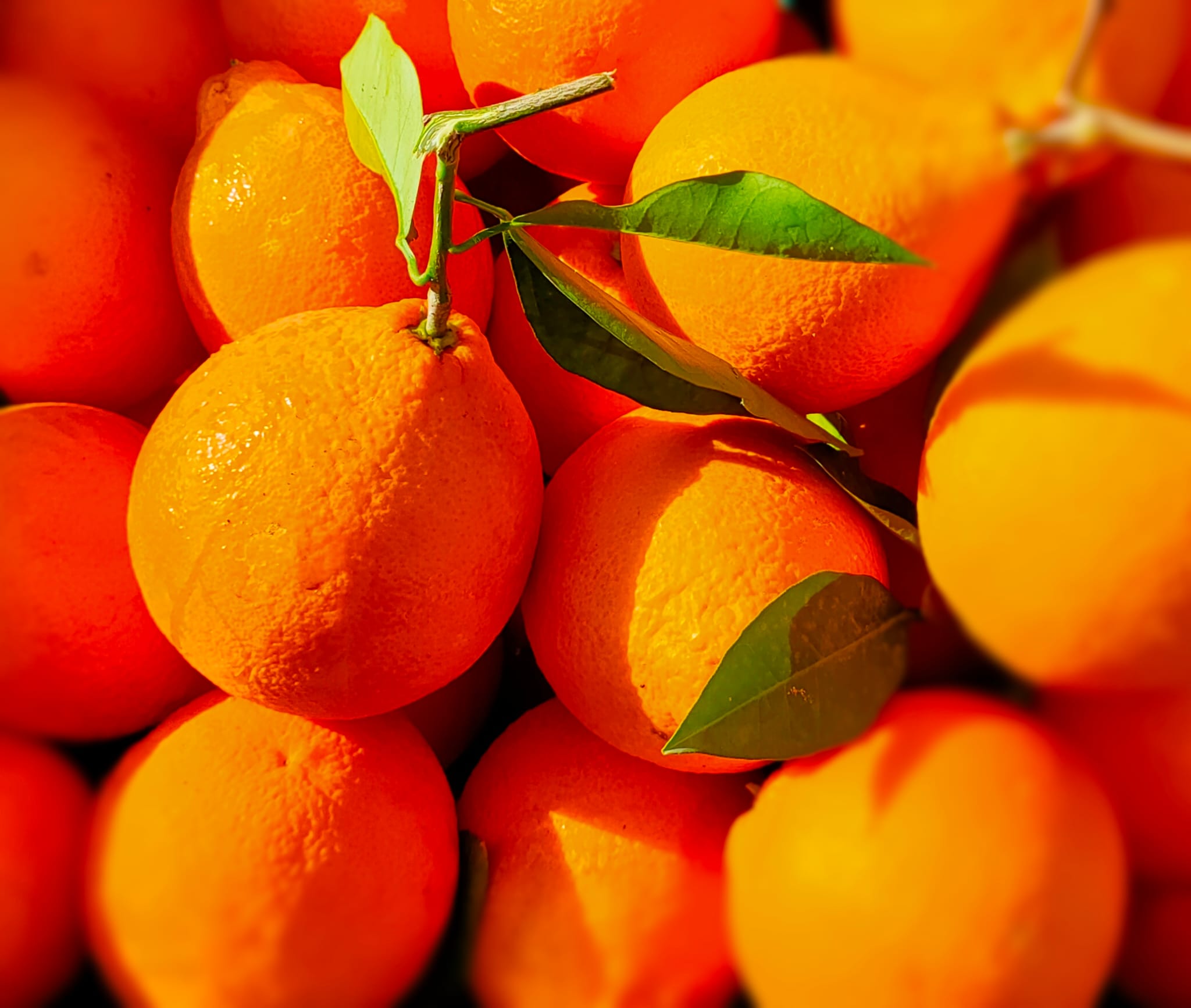 Arance Tarocco Online 16kg: Formato Famiglia Sicilia dall'Etna