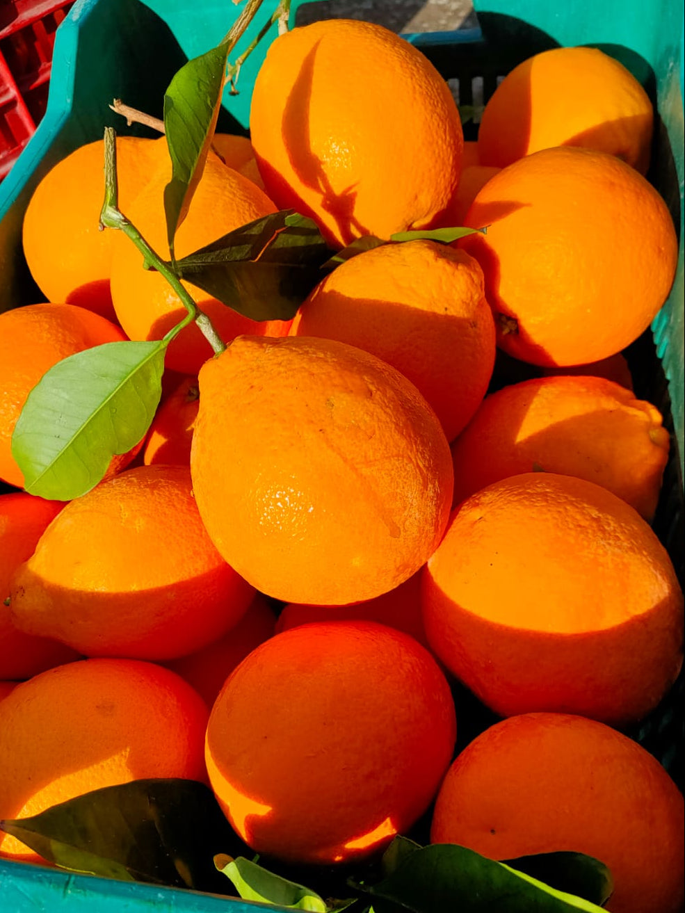 Arance Tarocco Extra Online 7kg