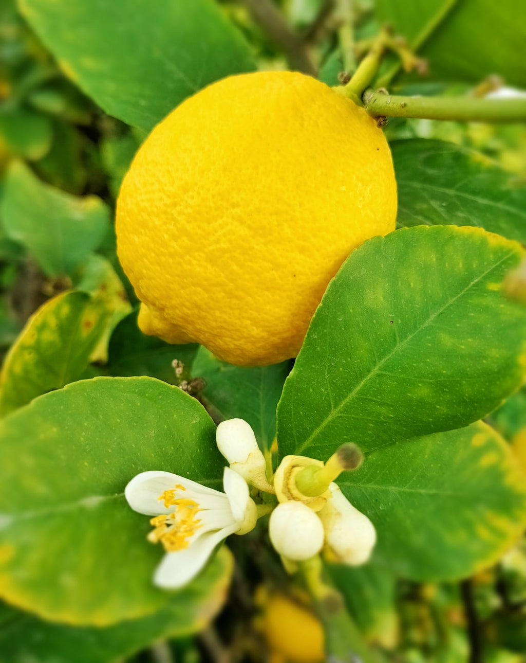 Limoni Femminello Siciliani Online 9kg: Freschi dall'Etna Buccia Edibile
