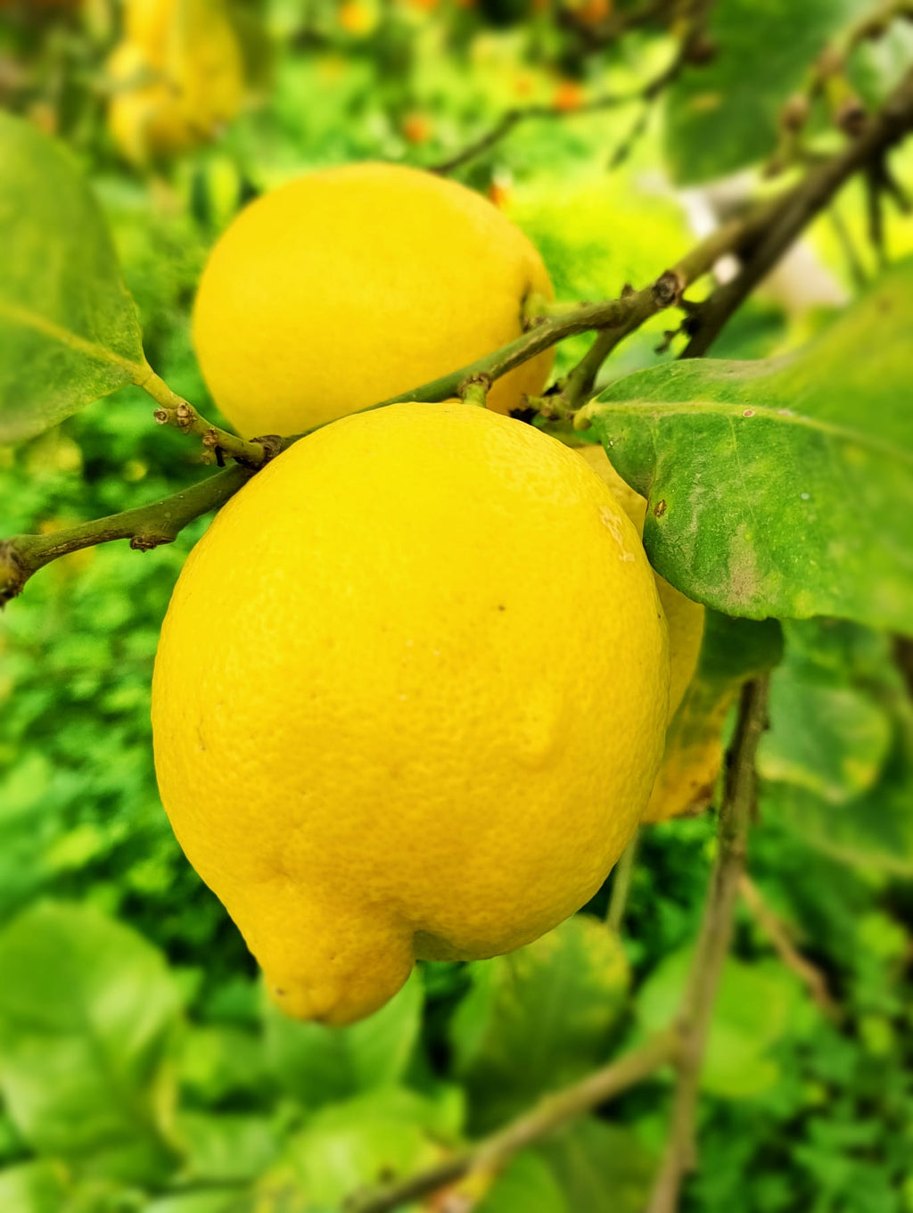 Limoni Femminello Siciliani Online 9kg: Freschi dall'Etna Buccia Edibile