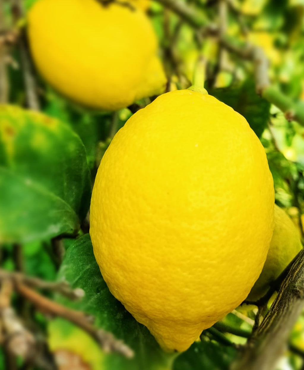 Limoni Femminello Siciliani Online 9kg: Freschi dall'Etna Buccia Edibile