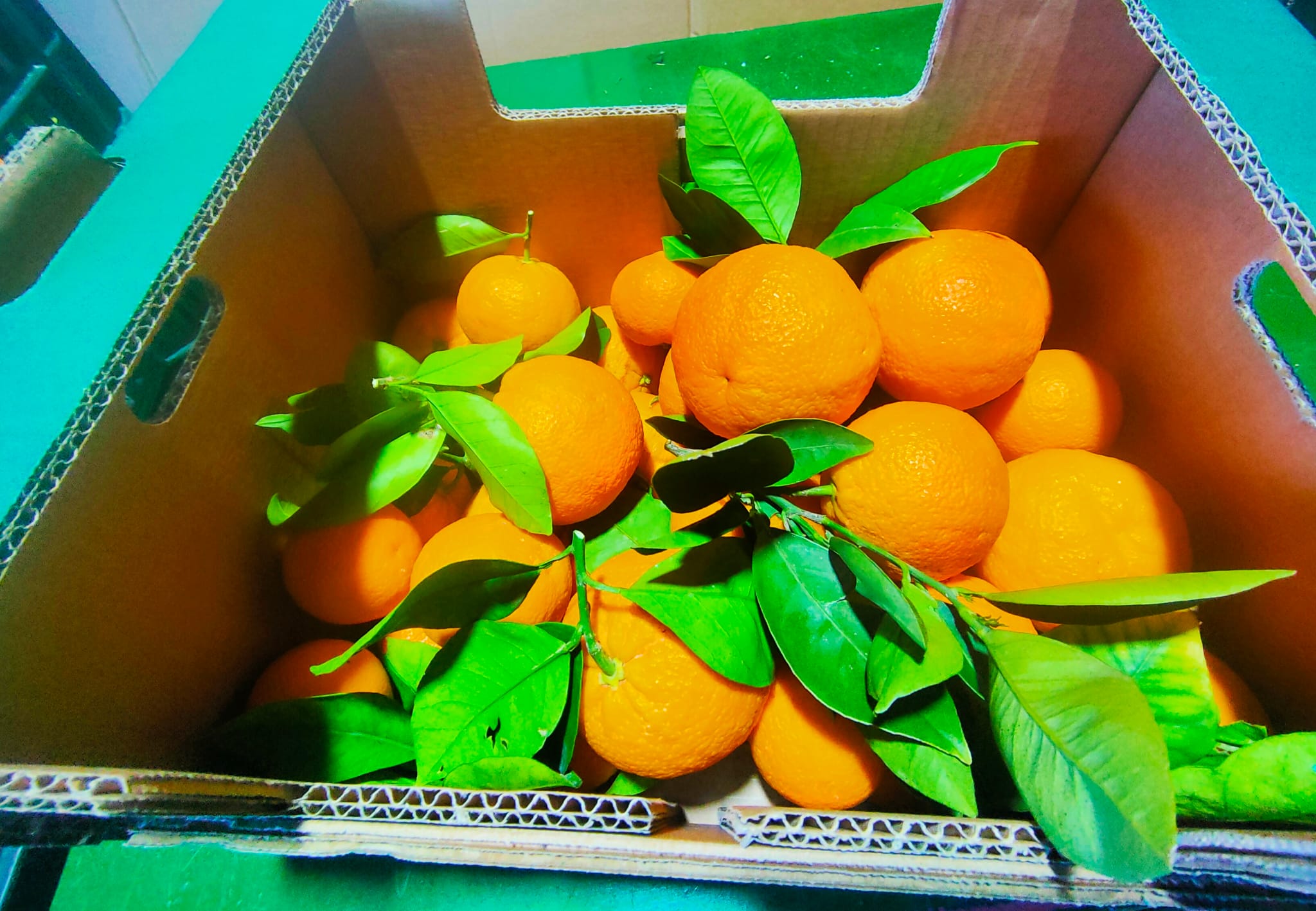 scatole di arance sanguinello fresche sicilia